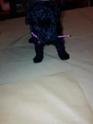 Caniche hembrita negra azabache