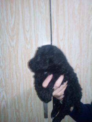 Caniche negra Mini enana. Hermosa