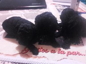 Caniche toy puros