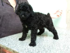 Caniches mini toy hembras negras 3 meses