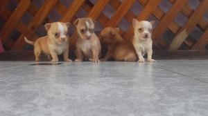 Chihuahua Mini Mini Hembra