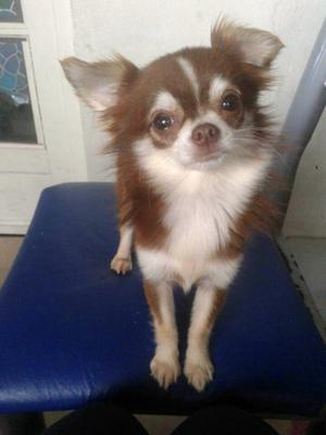 Chihuahua macho pelo largo