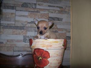 Chihuahua mini de bolsillo