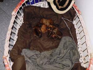 Dachshund (salchichas) Mini con papeles de FCA