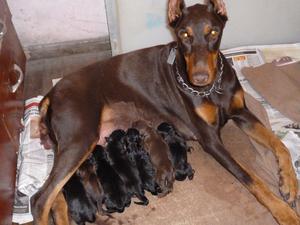 Excelentes Cachorros Doberman, Padres a la vista