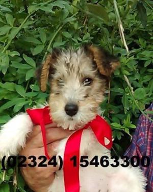 FOX TERRIER WIRE