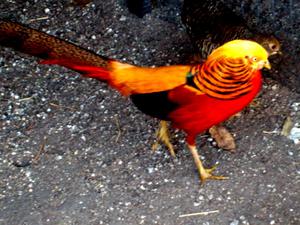 Faisanes Rojos Pichones 