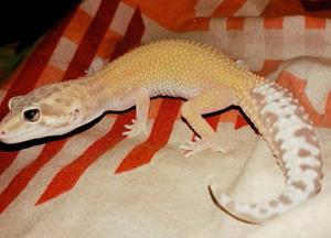 Gecko aptor hembra