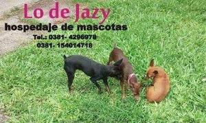 Guarderia y Hospedaje Canino Lo de Jazy