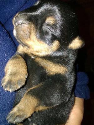 HERMOSAS CACHORRAS ROTTWEILLER