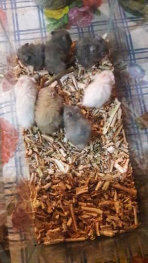 Hamsters angoras(pelo largo)
