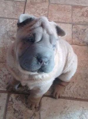 Hermosos Bebés sharpei