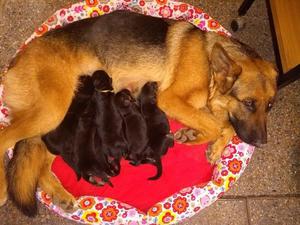 Hermosos Cachorros Ovejeros Aleman