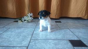 Jack Russell hermosos