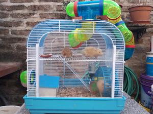 Jaula hamster con tubos