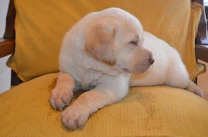 LABRADOR ARENA MACHO