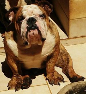 MACHO BULL DOG INGLES OFRECE SERVICIO DE STUD.