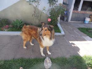 Perro Collie Para Servicio