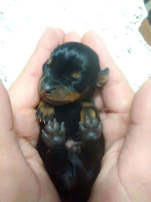 Pinscher miniatura Negro y Fuego