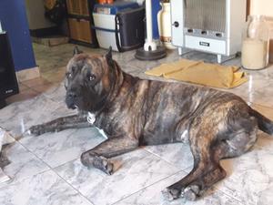 Presa canario busca novia.