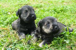 SCHNAUZER MINI HEMBRA SAL Y PIMIENTA