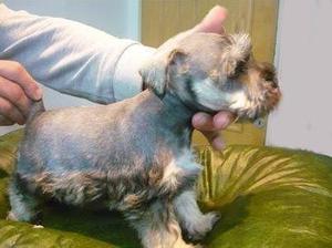 Schnauzer mini machito gris plata!!!