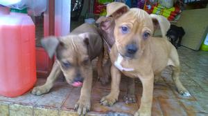 VENDO CACHORROS PITBULL