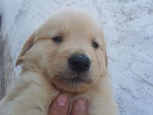 Vendo Perrita Golden Retriever Pura