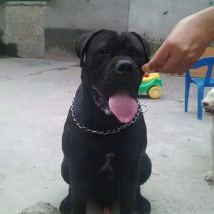 Vendo bullmastiff macho