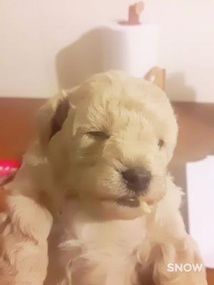 Vendo cachorrio caniche micro ymini toy