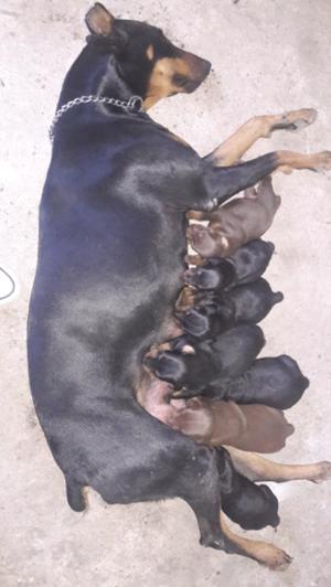 Vendo cachorros DOBERMAN..!!!