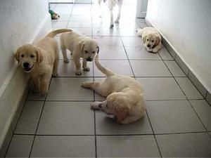 Vendo cachorros de Golden Retriever