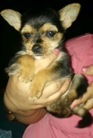 Vendo cruza chiqui/yorki machito