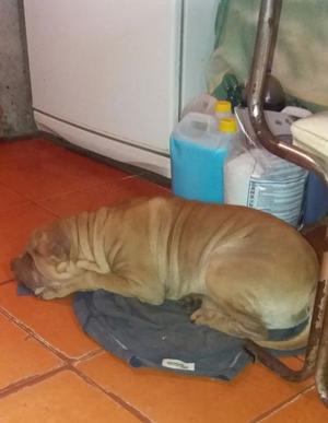 Vendo hermoso sharpei