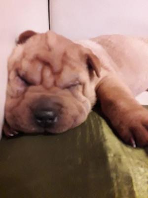 Vendo hermosos cachorros de Sharpei