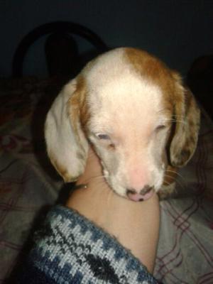 Vendo perro Salchicha mini