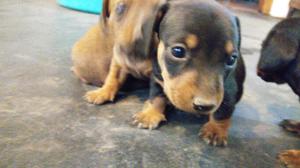 Vendo perros salchichas dachshund