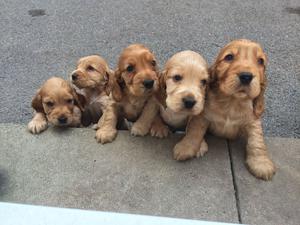 cachorros coker  Todos los colores!!!