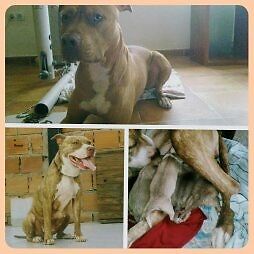 cachorros pitbulls hermosos1