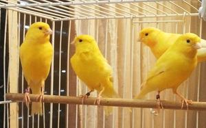 canarios roller amarillos, rojos,cobre para cria o mascota