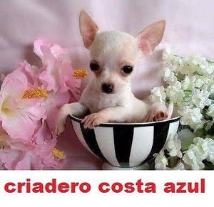 chihuahua mini de bolsillo
