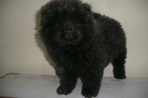 chow chow gris blue con pedigree