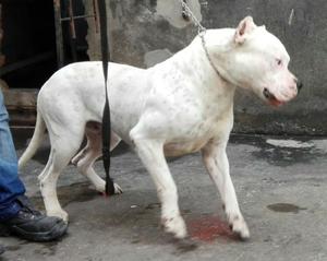 dogo argentino para servicio