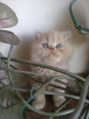 gatito persa extremo color crema y hembra gris