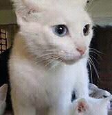 gato siames albino 2m