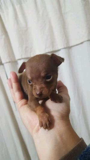 mini pinscher puro