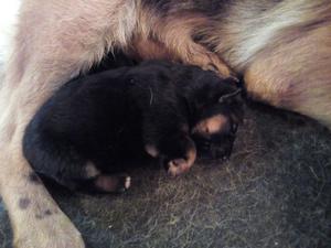 ovejeros aleman cachorros