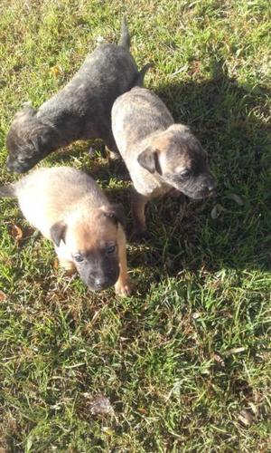 regalo tres cachorritas