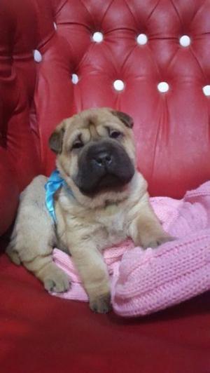 shar pei super arrugados con fca