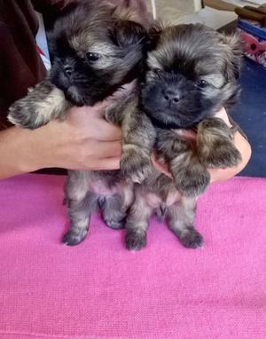 vendo cachorros Lasha apso